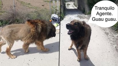 Lion in public creates panic: Police shocked; Twitterati sees funny side