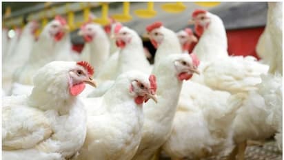 ಕರ್ನಾಟಕಕ್ಕೆ ಕಾಲಿಟ್ಟ ಹಕ್ಕಿಜ್ವರ : ಪರೀಕ್ಷೆಯಲ್ಲಿ ದೃಢ