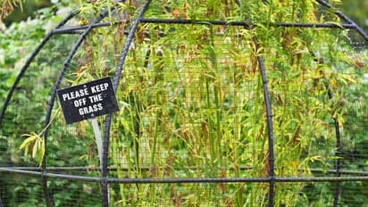 കഞ്ചാവ് മുതല് ആളെക്കൊല്ലിയായ ഉഗ്രവിഷമുള്ള ചെടി വരെ; ആ വിഷപ്പൂന്തോട്ടം ഉണ്ടായത് ഇങ്ങനെ