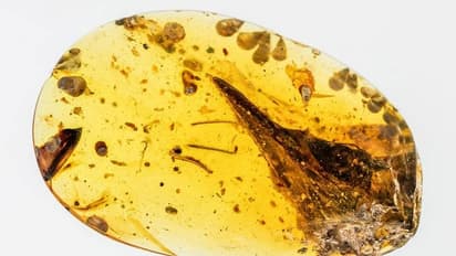 ১০ কোটি বছরের পুরনো মাথার খুলি উড়ন্ত ছোট্ট ডাইনোসরের, দাবি বিজ্ঞানীদের