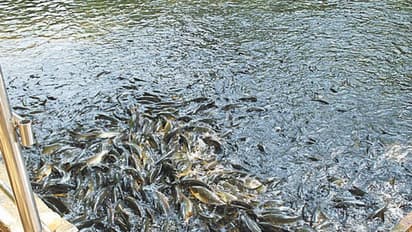 ದೇವರ ಮೀನು ‘ಕೂಲ್‌’ ಮಾಡಲು ಚಿಮ್ಮುತ್ತಿದೆ ಕಾರಂಜಿ