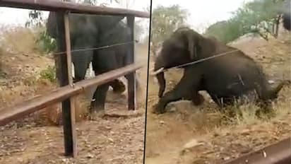 Karnataka forest staff shoots wild elephant, video catches Randeep Hooda's attention