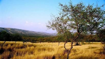 ഈ ചിത്രത്തില് എത്ര കടുവകള്? സോഷ്യല് മീഡിയയെ കുഴക്കിയ ചിത്രം !