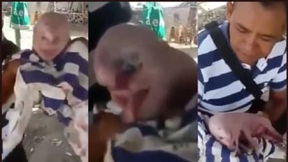 മനുഷ്യന്റെ മുഖത്തോടെ ജനിച്ച പന്നിക്കുട്ടി- വീഡിയോ വൈറല്