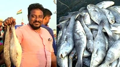 ভাইরাসের ভয়ের মধ্যেই বিকোচ্ছে কেজি প্রতি ২০০০ টাকায়, খাবেন নাকি 'করোনা' মাছ