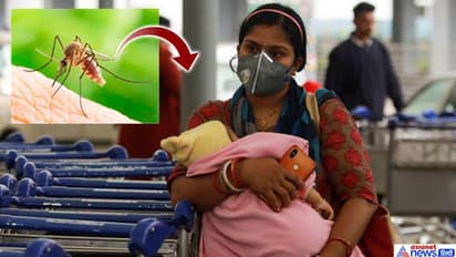 దోమకాటు వల్ల కరోనా వ్యాపిస్తుందా...?