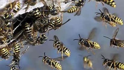 ചേര്ത്തല മണവേലിയില് കടന്നലാക്രമണം; പത്തോളം പേര്ക്ക് പരിക്ക്