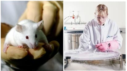 എലികൾക്ക് ക്ഷാമം, കൊവിഡ് 19 വാക്സിൻ കണ്ടെത്തുന്നത് വൈകിയേക്കുമെന്ന് ഗവേഷകർ