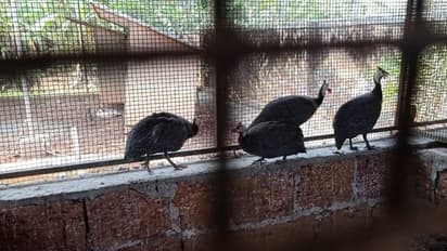 ಕೇರಳದಿಂದ ಬಂದ 1 ಕೋಳಿಯಿಂದ ಮಂಡ್ಯದಲ್ಲಿ ಹಕ್ಕಿಜ್ವರ