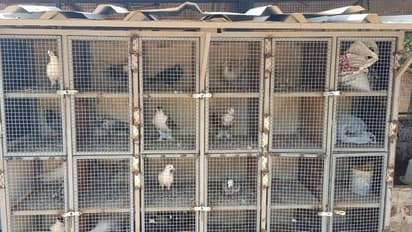 bird flu killing pet birds