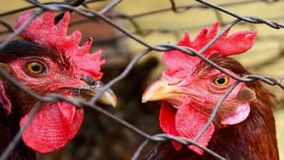 ಕೊರೋನಾ ಆತಂಕ: 100 ರೂಪಾಯಿಗೆ 5 ಕೋಳಿ, ನೂರಾರು ಕೋಳಿ ಮಾರಾಟ