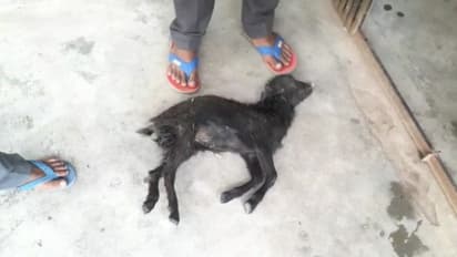 একটি ছাগল ছানার মৃত্যু, আর তাই নিয়ে ধুন্ধুমার তৃণমূল কংগ্রেস বনাম আমলাদের