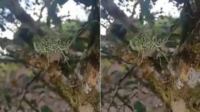 വൈറലായി അത്ഭുത ജീവിയുടെ വീഡിയോ, ഇതെന്തെന്ന് അറിയാതെ ഇന്റര്നെറ്റ് !