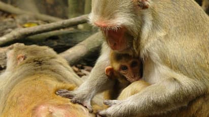 ಉತ್ತರ ಕನ್ನಡ ಜಿಲ್ಲೆಯಲ್ಲಿ 26 ಜನಕ್ಕೆ ಮಂಗನ ಕಾಯಿಲೆ