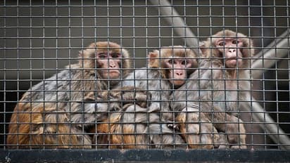 5 caught for killing 33 monkeys in Karnataka