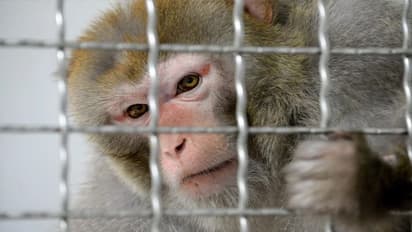 Two held after hunting monkey, eating its meat in Maharashtra's Pune
