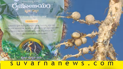 ರೈಜೋಬಿಯಂ ಅಣುಜೀವಿ ಗೊಬ್ಬರದ ಪ್ರಯೋಜನವೇನು?