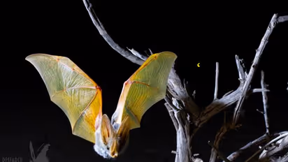 Don’t destroy bat colonies, fall for rumours: Karnataka forest department appeals to public