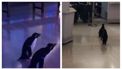 করোনা আতঙ্কে শুনসান চিড়িয়াখানা, দর্শকের ভূমিকায় পেঙ্গুইন দম্পতি, ভাইরাল হল ভিডিও