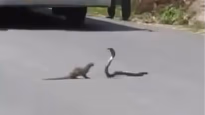 'ഇങ്ങനെ നെഞ്ചും വിരിച്ച് നില്ക്കാന് മറ്റാര്ക്ക് കഴിയും'; പാമ്പിന് മുന്നില് നില്ക്കുന്ന കീരി-വീഡിയോ