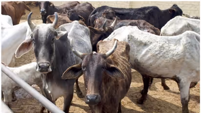 കൊവിഡിനെ തുരത്താന് ചാണകവും ഗോമൂത്രവും; കിലോയ്ക്ക് 500 രൂപ, വില്പ്പനക്കാരന് അറസ്റ്റില്