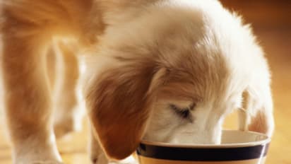 ನಾವು ತಿನ್ನೋದನ್ನೆಲ್ಲ ನಾಯಿಗೂ ಹಾಕೋ ಅಭ್ಯಾಸ ಒಳ್ಳೇದಲ್ಲ!