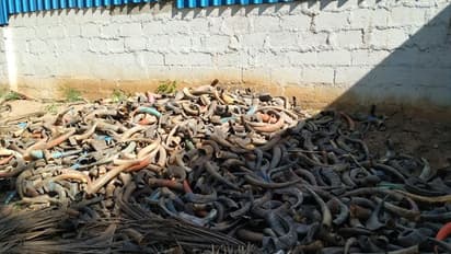 ಪ್ರಾಣಿ ಕೊಂಬುಗಳ ಅಕ್ರಮ ದಾಸ್ತಾನು ಮಳಿಗೆಗೆ ದಾಳಿ..!