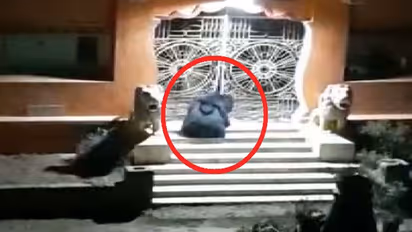 ഈ ക്ഷേത്രത്തിൽ രാത്രിയിൽ കരടി എത്തുന്നത്  ഒറ്റ കാരണം കൊണ്ട്; സിസിടിവി ദൃശ്യങ്ങൾ പുറത്ത്