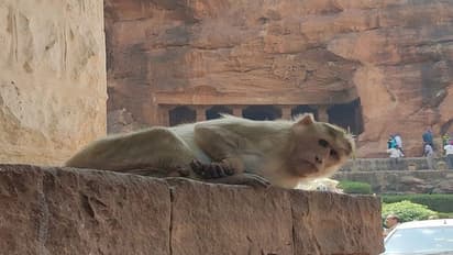 ಮಂಗಗಳಿಗೂ ತಟ್ಟಿದ ಕೊರೋನಾ ಬಿಸಿ: ಆಹಾರ ಸಿಗದೆ ಮೂಕ ಪ್ರಾಣಿಗಳ ಒದ್ದಾಟ