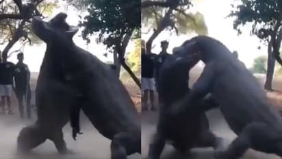 করোনা আতঙ্কে পালাচ্ছে মানুষ, মল্লযুদ্ধতে ব্যস্ত দুই ড্রাগন  ভিডিওতে মজলো নেট দুনিয়া