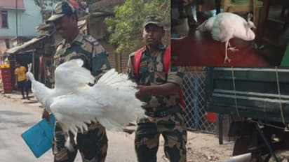 মুরগির আবার পেখম, চক্ষু চড়কগাছ বসিরহাটের