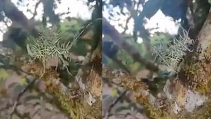 പച്ചനിറത്തിലുള്ള ഈ വിചിത്ര ജീവിയുടെ പേരെന്താണ്; വൈറലായി വീഡിയോ