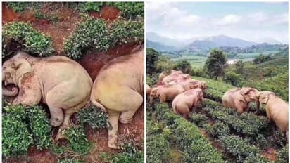 'ഈ കാട്ടാനകള് വാറ്റടിച്ച് കിറുങ്ങി മയങ്ങിയോ?'; വൈറലായ ചിത്രത്തെച്ചൊല്ലി സമൂഹമാധ്യമങ്ങളില് തമ്മിലടി