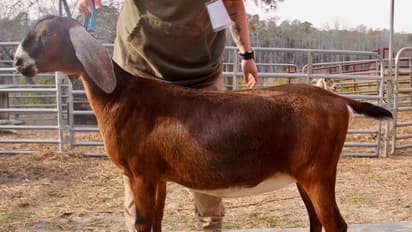 ஆடுகளை ஆட்டைய போட்டு கறி பிரியாணி வைத்து மாட்டிக்கொண்ட அதிமுக பிரமுகர்.!! பின்னியெடுத்த போலீஸ்.!!