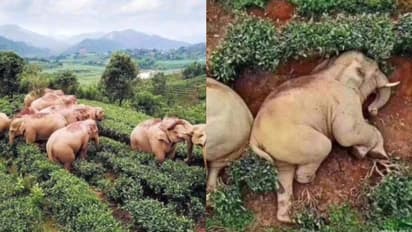 ৩০ লিটার মদ খেয়ে মাতাল হয়ে তান্ডব একপাল হাতির, হতবাক নেট দুনিয়া