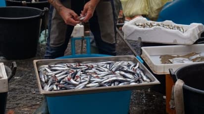 ಮಂಗಳೂರು: ಮೀನು, ಮಾಂಸ, ಮೊಟ್ಟೆಸಾಗಾಟಕ್ಕೆ ಅನುಮತಿ