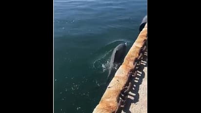 30 ವರ್ಷಗಳ ನಂತರ ಮರಳಿ ಬಂದ ಡಾಲ್ಫಿನ್, ಇದೆಕ್ಕೆಲ್ಲ ಕಾರಣ ಕೊರೋನಾ!