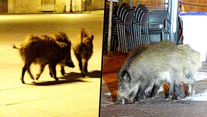 করোনা-র থাবায় ঘরে মানুষ, দূষণহীন পৃথিবীতে ফের জাগল চঞ্চল প্রকৃতি, দেখুন ছবি