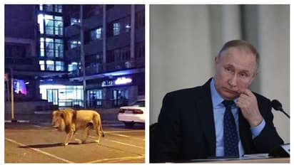 রাজপথে ছেড়ে দিয়েছেন ক্ষুধার্ত বাঘ-সিংহ, এভাবেই নাকি রাশিয়ায় করোনা আটকাচ্ছেন পুতিন