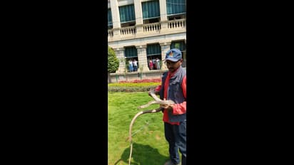 ಒಂದ್ ಕ್ಷಣ ಕೊರೋನಾ ವೈರಸ್‌ಗಿಂತ ಹೆಚ್ಚು ಭಯ ಹುಟ್ಟಿಸಿದ 7 ಅಡಿ ಉದ್ದದ ಹಾವು...!