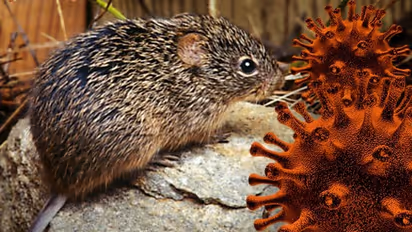 করোনা আতঙ্ক কাটিয়ে উঠতে না উঠতেই চিনে হানা হান্টা ভাইরাসের, মৃত ১