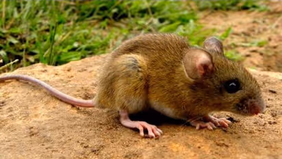 While world fights coronavirus pandemic, Hantavirus sneaks in via the backdoor
