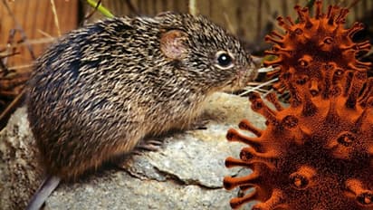 ಕೊರೋನಾದ ಜೊತೆಗೆ ಇಲಿ ಜ್ವರದ ಭಯ. ಚೀನಾದಲ್ಲಿ ಒಂದು ಬಲಿ!