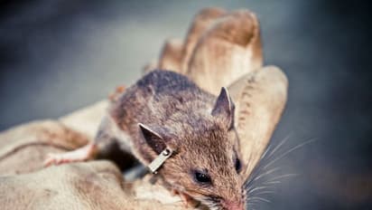 করোনার পর নয়া আতঙ্ক হান্টা ভাইরাস, জেনে নিন কীভাবে ছড়ায় এই রোগ