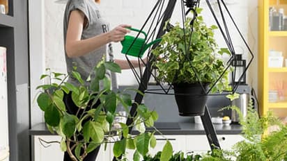 ఇంటి కి శుభాన్ని తెచ్చే మొక్కలు ఇవే..