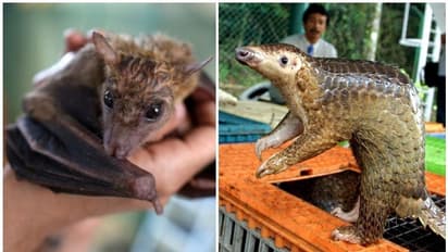 വന്യമൃഗങ്ങളുടെ മാംസത്തോടുള്ള നമ്മുടെ ആർത്തി ഇനി കൊണ്ടുവരാൻ പോകുന്നത് കൊറോണയെക്കാൾ വലിയ വൈറസിനെയോ?