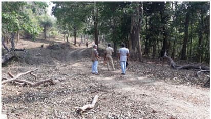 വൈദ്യുതി വേലിയും കിടങ്ങുമെല്ലാം 'നിസ്സാരം'; വടക്കനാട് പ്രദേശത്ത് കാട്ടാനശല്യം തുടരുന്നു