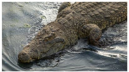 লকডাউন উপেক্ষা করে বেরিয়েছিলেন যুবক, চলে গেলেন একেবারে কুমিরের পেটে