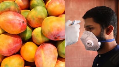 ഇക്കുറി പതിവ് തെറ്റി !, ആർക്കും വേണ്ടാതെ അൽഫോൺസയും സിന്ദൂരവും; കോടികളുടെ നഷ്ടം ഭയന്ന് മാംഗോ സിറ്റി