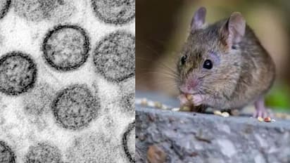 ഹാന്റാ വൈറസ്;  തുടക്കത്തിൽ ഉണ്ടാകുന്ന പ്രധാനപ്പെട്ട ചില ലക്ഷണങ്ങൾ; ഡോക്ടർ പറയുന്നത്